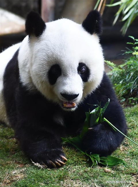 Ngoại gấu trúc lớn tuổi nhất thế giới qua đời - Ảnh 1. Ngoại gấu trúc lớn tuổi nhất thế giới qua đời - Ảnh 1.