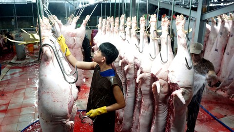Chi phí giết mổ heo tăng cao, thương lái kêu trời - Ảnh 1. Chi phí giết mổ heo tăng cao, thương lái kêu trời - Ảnh 1.