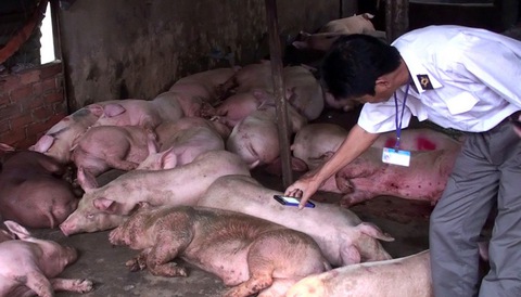 Bắt quả tang cơ sở mua heo bệnh về giết mổ - Ảnh 1. Bắt quả tang cơ sở mua heo bệnh về giết mổ - Ảnh 1.