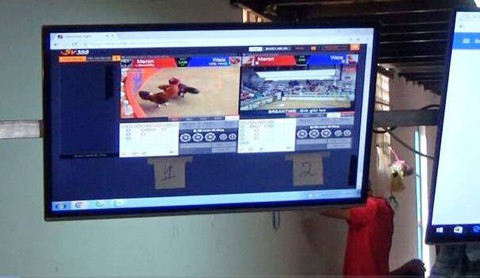 Phá tổ chức đá gà trực tuyến ở vùng ven - Ảnh 4. Phá tổ chức đá gà trực tuyến ở vùng ven - Ảnh 4.