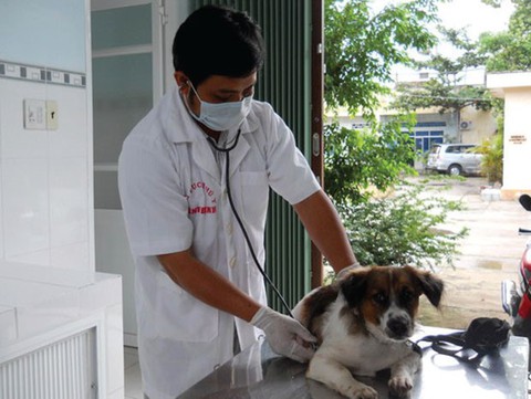 Đừng nhầm nhiễm sán chó với giun đũa chó - Ảnh 1. Đừng nhầm nhiễm sán chó với giun đũa chó - Ảnh 1.