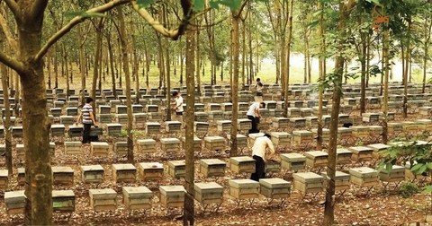 EU - thị trường đầy tiềm năng cho mật ong Việt - Ảnh 1. EU - thị trường đầy tiềm năng cho mật ong Việt - Ảnh 1.