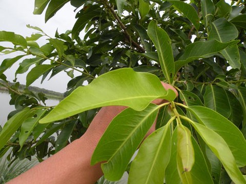 Vối không chỉ để làm trà uống giải khát - Ảnh 1. Vối không chỉ để làm trà uống giải khát - Ảnh 1.