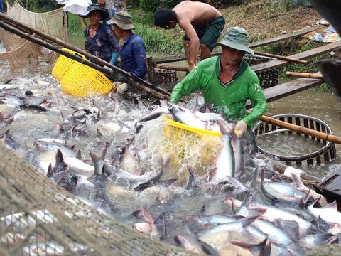 Giá cá tra và tôm tăng mạnh theo hướng có lợi cho người nuôi - Ảnh 1. Giá cá tra và tôm tăng mạnh theo hướng có lợi cho người nuôi - Ảnh 1.