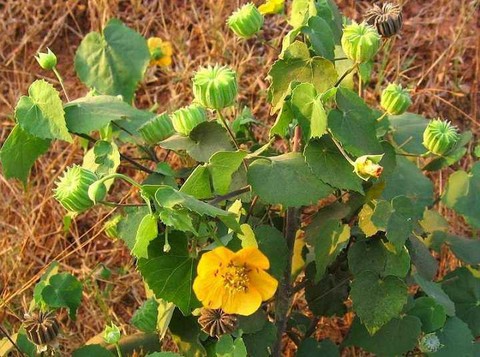 Tác dụng chữa bệnh của cây cối xay - Ảnh 1. Tác dụng chữa bệnh của cây cối xay - Ảnh 1.