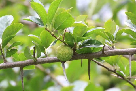 Bài thuốc từ cây mỏ quạ - Ảnh 1. Bài thuốc từ cây mỏ quạ - Ảnh 1.