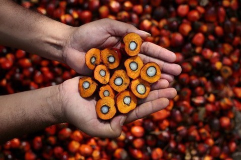 Malaysia, Indonesia lo ngại hoạt động xuất khẩu dầu cọ sang EU - Ảnh 1. Malaysia, Indonesia lo ngại hoạt động xuất khẩu dầu cọ sang EU - Ảnh 1.