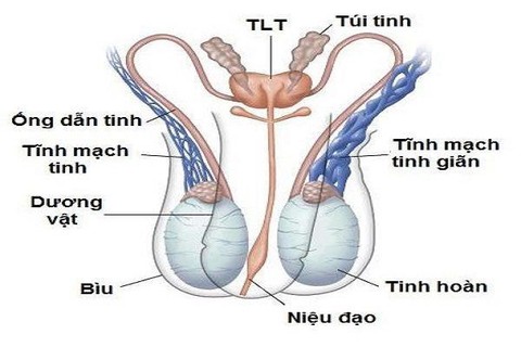 Giãn tĩnh mạch tinh ở tuổi thiếu niên - Ảnh 1. Giãn tĩnh mạch tinh ở tuổi thiếu niên - Ảnh 1.