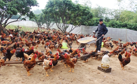 Xây dựng thương hiệu quốc gia cho sản phẩm gà đồi Yên Thế - Ảnh 1. Xây dựng thương hiệu quốc gia cho sản phẩm gà đồi Yên Thế - Ảnh 1.