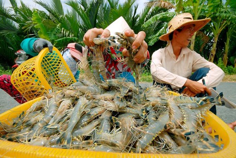 Tôm nguyên liệu ở Cà Mau đang tiếp tục đà tăng giá trở lại - Ảnh 1. Tôm nguyên liệu ở Cà Mau đang tiếp tục đà tăng giá trở lại - Ảnh 1.