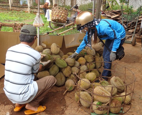 Giá sầu riêng tại Đắk Lắk tăng gần gấp đôi so với năm ngoái - Ảnh 1. Giá sầu riêng tại Đắk Lắk tăng gần gấp đôi so với năm ngoái - Ảnh 1.