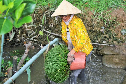 Làng hoa Cái Mơn run rẩy sau bão Tembin - Ảnh 1. Làng hoa Cái Mơn run rẩy sau bão Tembin - Ảnh 1.