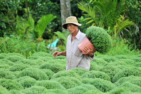 Làng hoa Cái Mơn run rẩy sau bão Tembin - Ảnh 3. Làng hoa Cái Mơn run rẩy sau bão Tembin - Ảnh 3.
