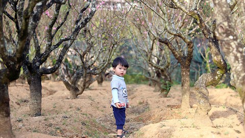 Chuyện Đà Lạt không phải ai cũng biết - Kỳ 6: Thung lũng hoa đào - Ảnh 4. Chuyện Đà Lạt không phải ai cũng biết - Kỳ 6: Thung lũng hoa đào - Ảnh 4.