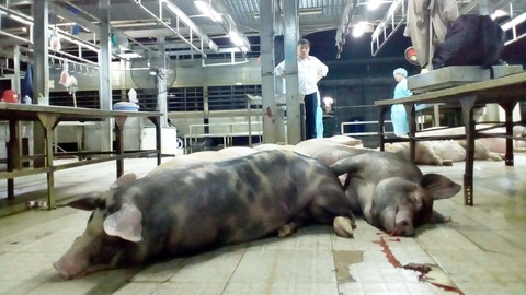 Ăn thịt heo tiêm thuốc an thần, tác hại lâu dài - Ảnh 1. Ăn thịt heo tiêm thuốc an thần, tác hại lâu dài - Ảnh 1.