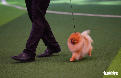 Xem cún cưng tranh tài trong Dog show 2017 tại Sài Gòn - Ảnh 8. Xem cún cưng tranh tài trong Dog show 2017 tại Sài Gòn - Ảnh 8.