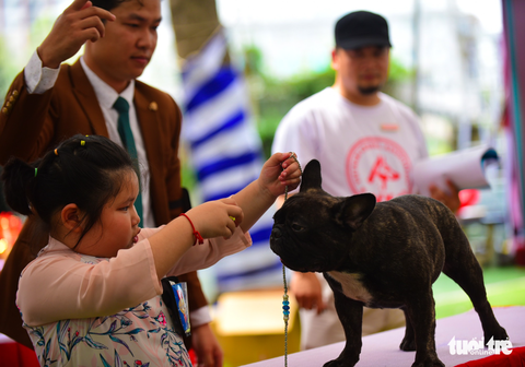 Xem cún cưng tranh tài trong Dog show 2017 tại Sài Gòn - Ảnh 9. Xem cún cưng tranh tài trong Dog show 2017 tại Sài Gòn - Ảnh 9.
