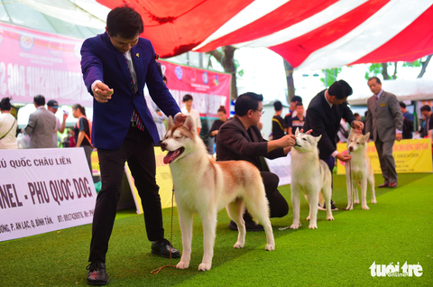 Xem cún cưng tranh tài trong Dog show 2017 tại Sài Gòn - Ảnh 10. Xem cún cưng tranh tài trong Dog show 2017 tại Sài Gòn - Ảnh 10.