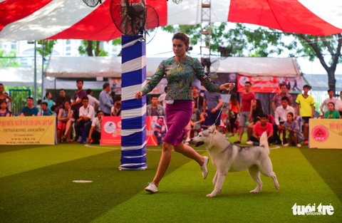 Xem cún cưng tranh tài trong Dog show 2017 tại Sài Gòn - Ảnh 11. Xem cún cưng tranh tài trong Dog show 2017 tại Sài Gòn - Ảnh 11.