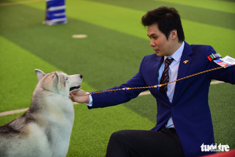 Xem cún cưng tranh tài trong Dog show 2017 tại Sài Gòn - Ảnh 14. Xem cún cưng tranh tài trong Dog show 2017 tại Sài Gòn - Ảnh 14.