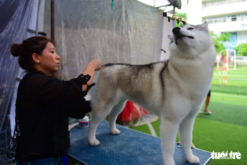 Xem cún cưng tranh tài trong Dog show 2017 tại Sài Gòn - Ảnh 3. Xem cún cưng tranh tài trong Dog show 2017 tại Sài Gòn - Ảnh 3.