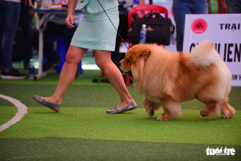 Xem cún cưng tranh tài trong Dog show 2017 tại Sài Gòn - Ảnh 15. Xem cún cưng tranh tài trong Dog show 2017 tại Sài Gòn - Ảnh 15.