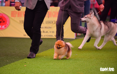 Xem cún cưng tranh tài trong Dog show 2017 tại Sài Gòn - Ảnh 16. Xem cún cưng tranh tài trong Dog show 2017 tại Sài Gòn - Ảnh 16.