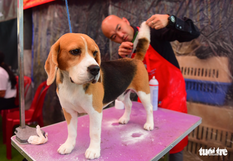 Xem cún cưng tranh tài trong Dog show 2017 tại Sài Gòn - Ảnh 4. Xem cún cưng tranh tài trong Dog show 2017 tại Sài Gòn - Ảnh 4.