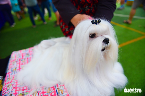 Xem cún cưng tranh tài trong Dog show 2017 tại Sài Gòn - Ảnh 17. Xem cún cưng tranh tài trong Dog show 2017 tại Sài Gòn - Ảnh 17.