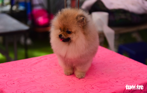 Xem cún cưng tranh tài trong Dog show 2017 tại Sài Gòn - Ảnh 6. Xem cún cưng tranh tài trong Dog show 2017 tại Sài Gòn - Ảnh 6.