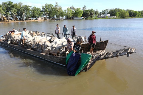 Về An Giang coi chợ bò mùa nước nổi - Ảnh 2. Về An Giang coi chợ bò mùa nước nổi - Ảnh 2.