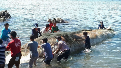 Phát hiện xác cá ông dài hơn 13 mét ngoài biển Nam Du - Ảnh 1. Phát hiện xác cá ông dài hơn 13 mét ngoài biển Nam Du - Ảnh 1.