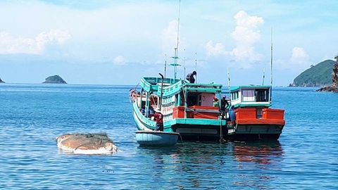 Phát hiện xác cá ông dài hơn 13 mét ngoài biển Nam Du - Ảnh 2. Phát hiện xác cá ông dài hơn 13 mét ngoài biển Nam Du - Ảnh 2.
