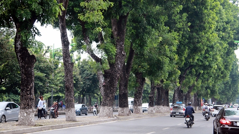 Chặt hạ, di chuyển 130 cây xanh trên đường Kim Mã - Ảnh 1. Chặt hạ, di chuyển 130 cây xanh trên đường Kim Mã - Ảnh 1.