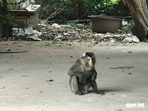 Chú khỉ đuôi lợn kiểm lâm trị không nổi đã bị chó cắn chết - Ảnh 1. Chú khỉ đuôi lợn kiểm lâm trị không nổi đã bị chó cắn chết - Ảnh 1.