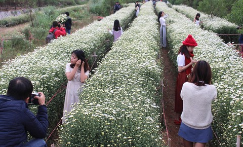 Thu tiền triệu mỗi ngày với cúc họa mi đầu đông - Ảnh 3. Thu tiền triệu mỗi ngày với cúc họa mi đầu đông - Ảnh 3.