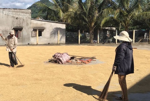 Nông dân Việt sang Hàn học trồng lúa sạch - Ảnh 1. Nông dân Việt sang Hàn học trồng lúa sạch - Ảnh 1.
