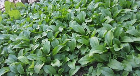 Mã đề có tác dụng lợi tiểu - Ảnh 1. Mã đề có tác dụng lợi tiểu - Ảnh 1.
