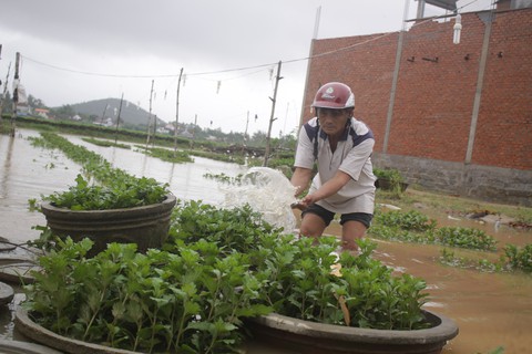 Làng hoa miền Trung ‘mất tết’ vì lũ - Ảnh 5. Làng hoa miền Trung ‘mất tết’ vì lũ - Ảnh 5.