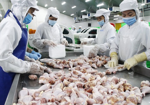 Truy xuất nguồn gốc trứng, thịt gia cầm: Soi đến đâu? - Ảnh 1. Truy xuất nguồn gốc trứng, thịt gia cầm: Soi đến đâu? - Ảnh 1.