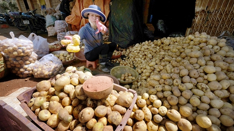 Thâm nhập “xưởng” làm giả khoai tây Trung Quốc thành Đà Lạt - Ảnh 2. Thâm nhập “xưởng” làm giả khoai tây Trung Quốc thành Đà Lạt - Ảnh 2.