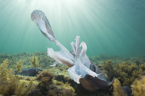 Thiên nhiên vừa gần vừa xa trong cuộc thi ảnh National Geographic - Ảnh 7. Thiên nhiên vừa gần vừa xa trong cuộc thi ảnh National Geographic - Ảnh 7.