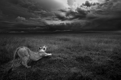 Thiên nhiên vừa gần vừa xa trong cuộc thi ảnh National Geographic - Ảnh 3. Thiên nhiên vừa gần vừa xa trong cuộc thi ảnh National Geographic - Ảnh 3.