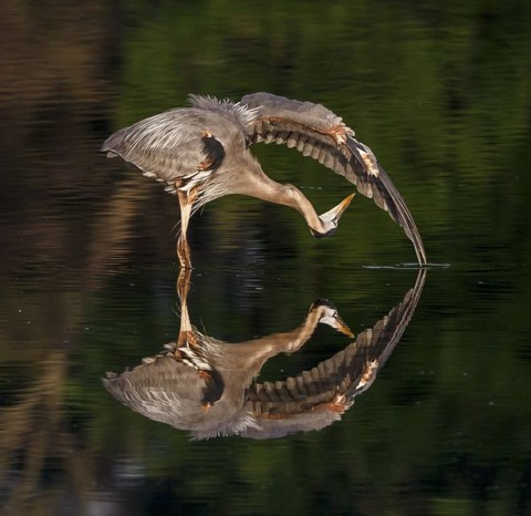 Thiên nhiên vừa gần vừa xa trong cuộc thi ảnh National Geographic - Ảnh 8. Thiên nhiên vừa gần vừa xa trong cuộc thi ảnh National Geographic - Ảnh 8.