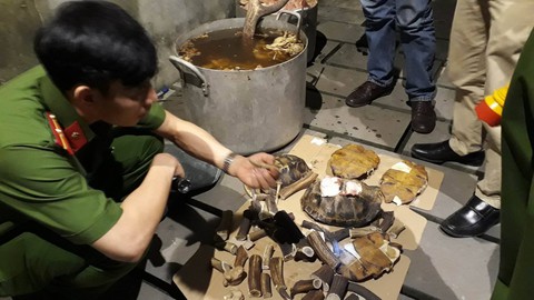 Nổ súng bắt nhóm người nấu cao một con hổ 200kg - Ảnh 1. Nổ súng bắt nhóm người nấu cao một con hổ 200kg - Ảnh 1.