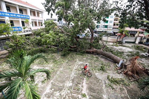 Nha Trang lấy lại nhịp sống thường ngày sau bão - Ảnh 3. Nha Trang lấy lại nhịp sống thường ngày sau bão - Ảnh 3.