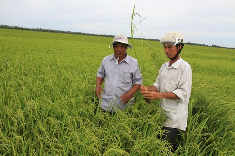 Thủ tướng: 2020, chậm nhất 2021 sẽ khánh thành cao tốc đoạn Trung Lương - Cần Thơ - Ảnh 2. Thủ tướng: 2020, chậm nhất 2021 sẽ khánh thành cao tốc đoạn Trung Lương - Cần Thơ - Ảnh 2.