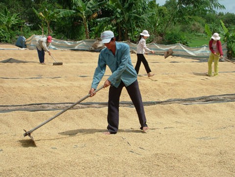 Phải hành động để đưa ĐBSCL trở lại trù phú - Ảnh 1. Phải hành động để đưa ĐBSCL trở lại trù phú - Ảnh 1.