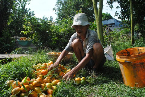 Nhiều vườn quýt hồng Lai Vung héo rũ, giảm mạnh lượng trái - Ảnh 1. Nhiều vườn quýt hồng Lai Vung héo rũ, giảm mạnh lượng trái - Ảnh 1.