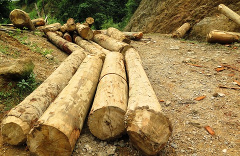 Cục Kiểm lâm vào cuộc sau loạt bài phá rừng của Tuổi Trẻ - Ảnh 6. Cục Kiểm lâm vào cuộc sau loạt bài phá rừng của Tuổi Trẻ - Ảnh 6.